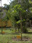 Guana, arbre en voie d'extinction