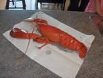 Homard -1