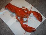 Homard -3