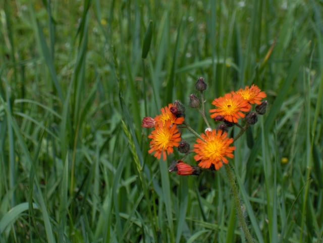 Fleurs oranges