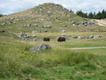 189 Zoo St-Felicien 36