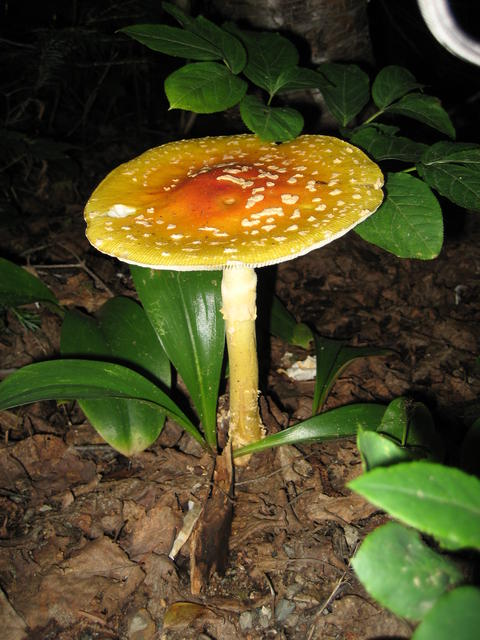 6 Champignon au parc d'Aiguebelle 2