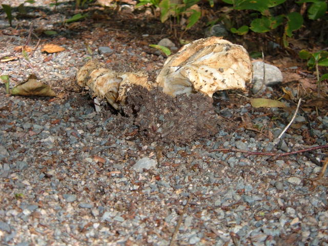 26 Champignon au parc d'Aiguebelle 7