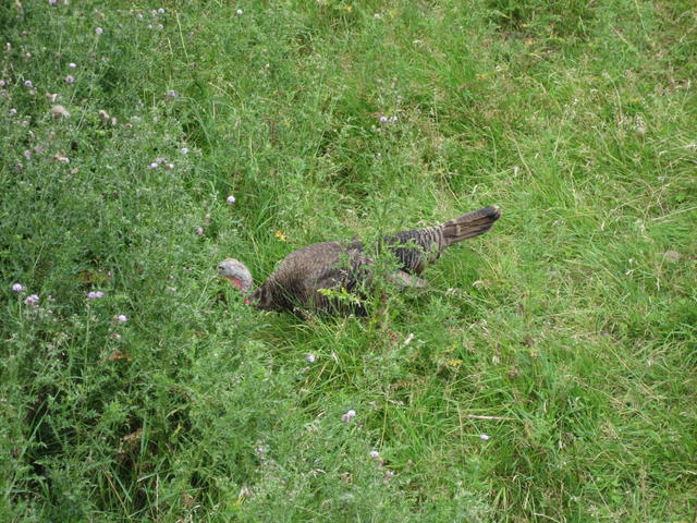 177 Zoo St-Felicien 24