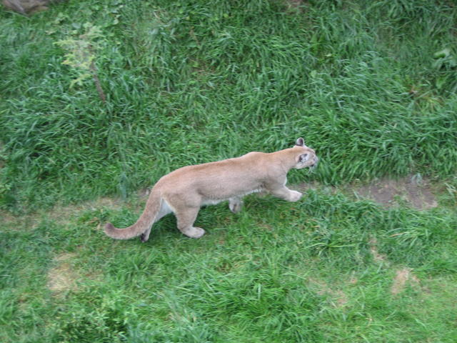 181 Zoo St-Felicien 28