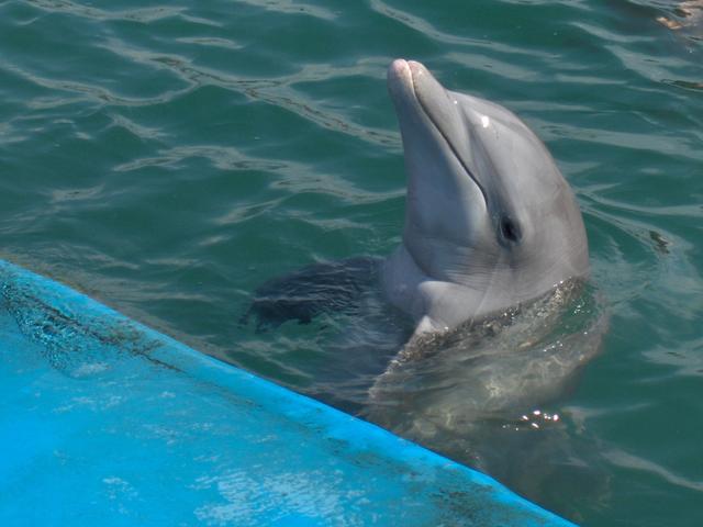 Sourire de dauphin